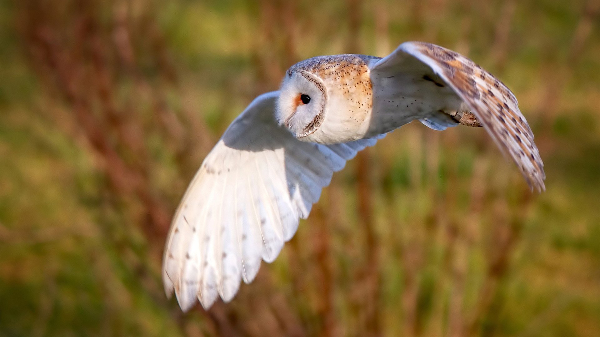 开云体育平台APP-冰封广东！当死神不姓杜，太阳乔治如何撕开卫冕冠军的防线？