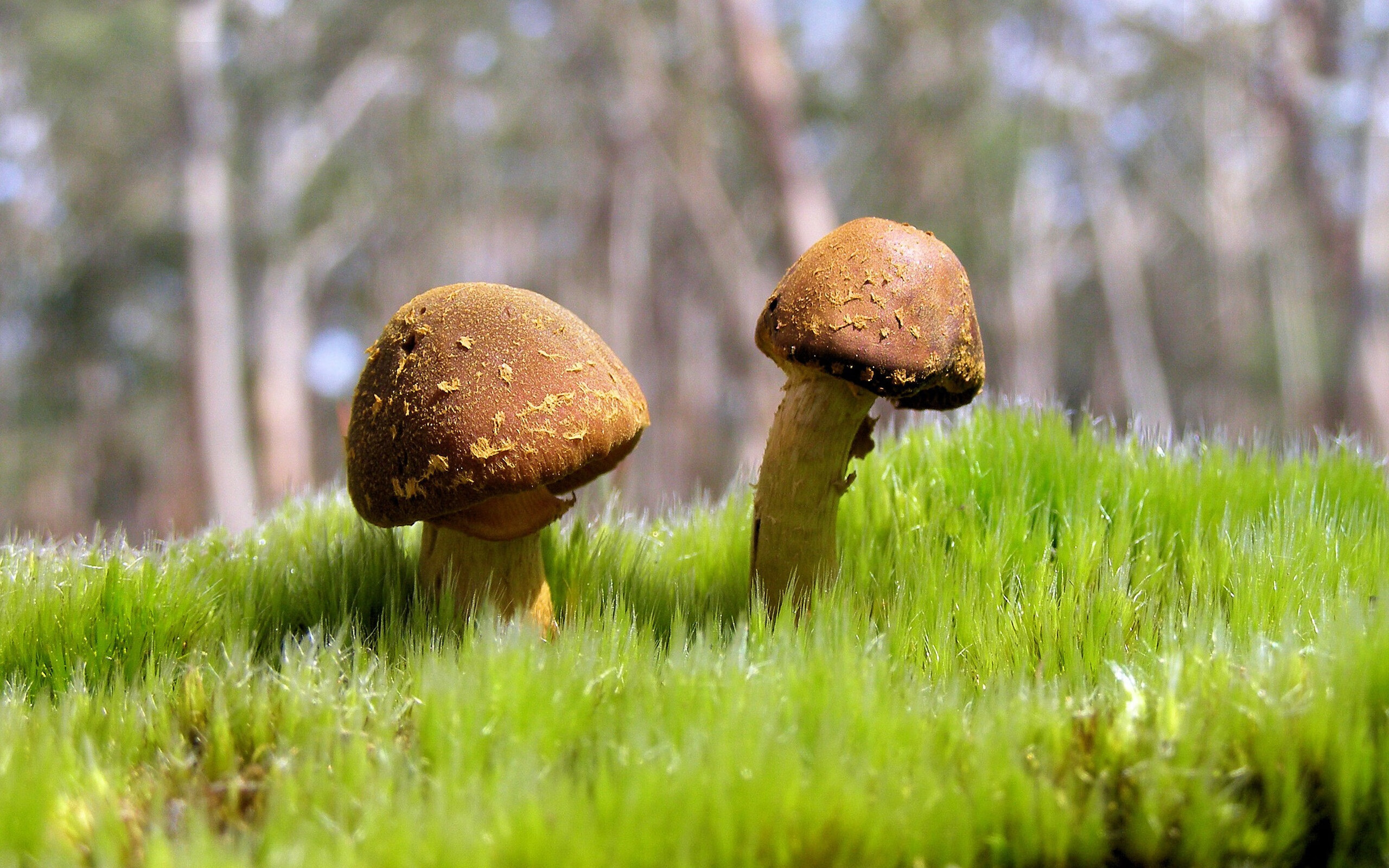 关键先生贝恩救主!山西绝地反击,CBA季后赛格局暗流涌动